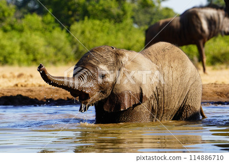 African elephant at the waterhole 114886710