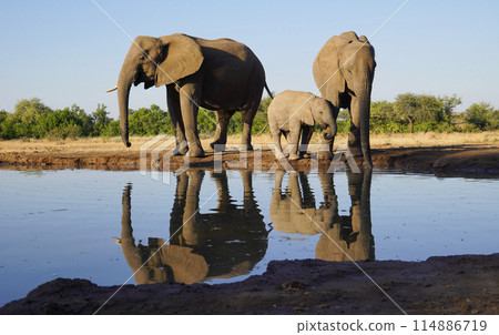 African elephant at the waterhole 114886719