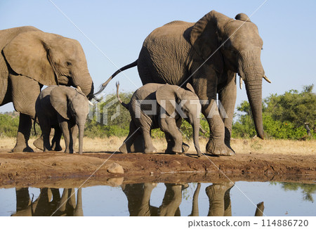 African elephant at the waterhole 114886720