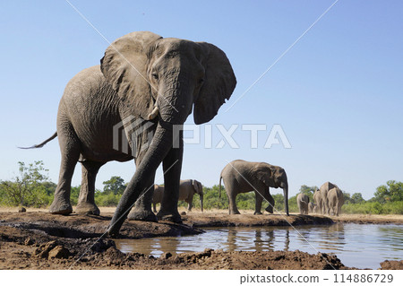 African elephant at the waterhole 114886729