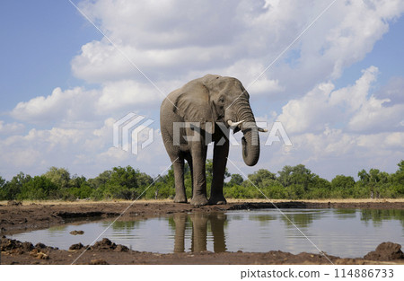 African elephant at the waterhole 114886733