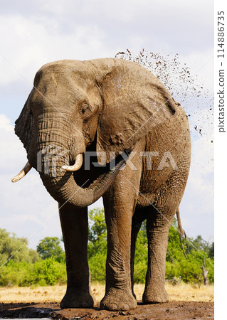 African elephant at the waterhole 114886735