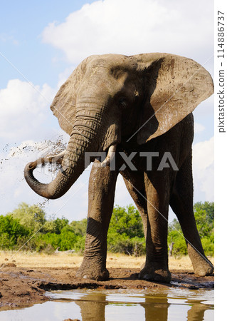 African elephant at the waterhole African elephant at the waterhole 114886737