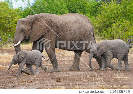 African elephant at the waterhole African elephant at the waterhole 114886739