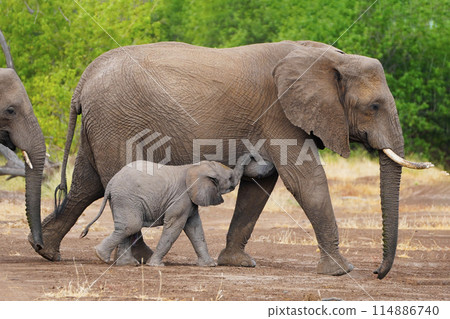 African elephant at the waterhole 114886740