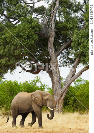 African elephant at the waterhole African elephant at the waterhole 114886741