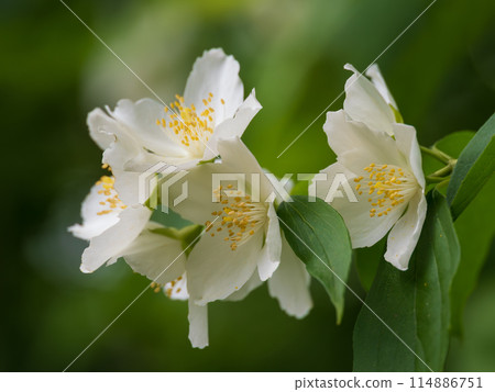 Beautiful sweet mock orange blooms in early summer Beautiful sweet mock orange blooms in early summer 114886751