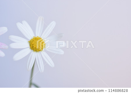 Margaret Margaret 114886828
