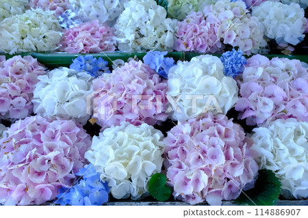 繡球花漂浮在水中 114886907