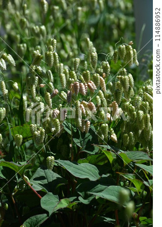 Kobangso · Odyamusu 114886952