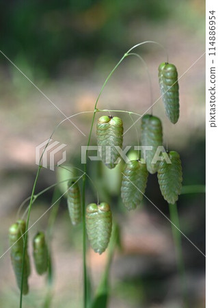 Kobangso · Odyamusu 114886954