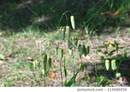 Kobangso · Odyamusu 114886956