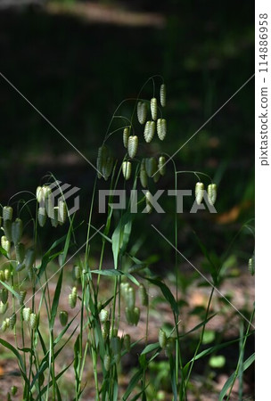 Kobangso · Odyamusu 114886958