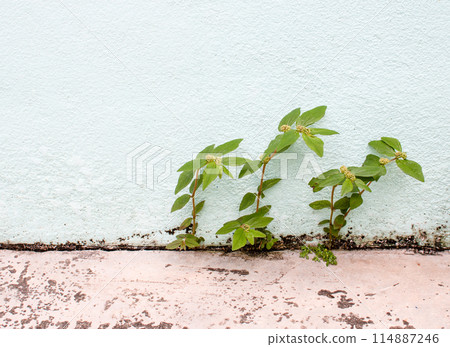 A small plant is growing out of a crack in a wall 114887246