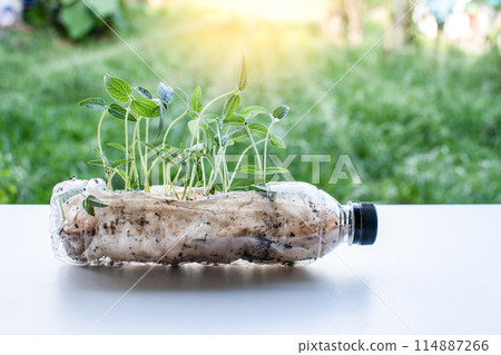 A bottle with plants in it is sitting on a table 114887266