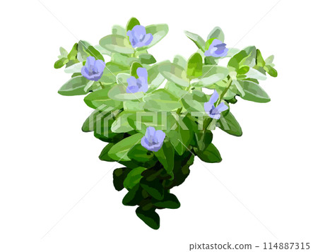 Water Bacopa (with flowers) 114887315