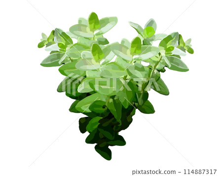 Water Bacopa (without flowers) 114887317