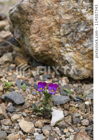 A small flower peeking out from between the stones A small flower peeking out from between the stones 114887343