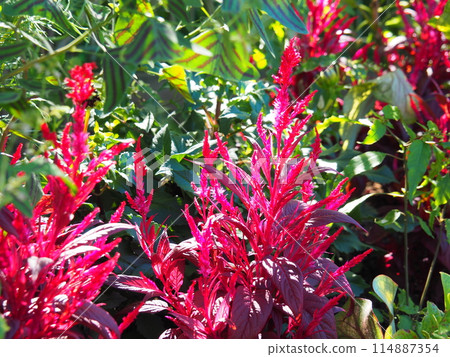 Deep pink feather celosia 114887354
