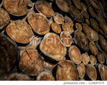 Texture of wood cross section Texture of wood cross section 114887375