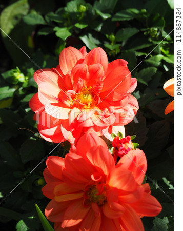 鮭魚粉紅大麗花 114887384