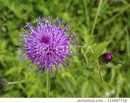 Pink thistle Pink thistle 114887536