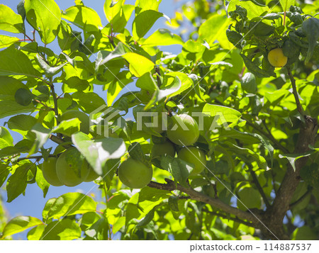 Blue plum fruit in early summer Blue plum fruit in early summer 114887537