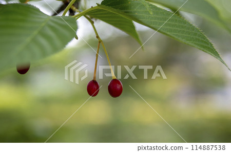 Small cherry fruit Small cherry fruit 114887538