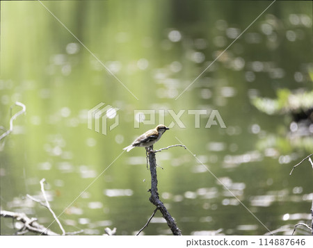 New Years New Years 114887646