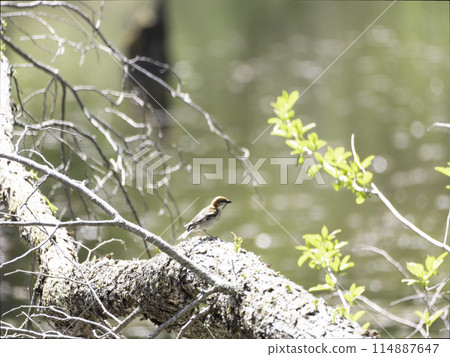 New Years New Years 114887647