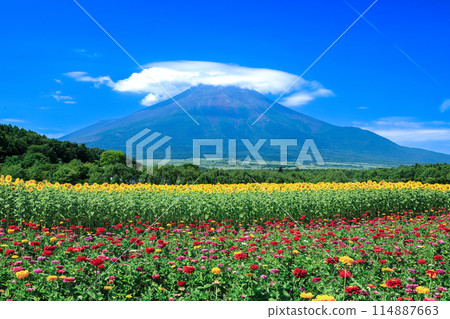 Kasa Fuji as seen from Lake Yamanaka Hana no Miyako Park with zinnias and sunflowers in bloom Kasa Fuji as seen from Lake Yamanaka Hana no Miyako Park with zinnias and sunflowers in bloom 114887663