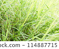 A field of green grass with some brown spots 114887715