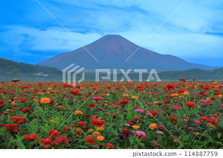 Mount Fuji at sunrise as seen from Yamanakako Hananomiyako Park with its blooming zinnias 114887759