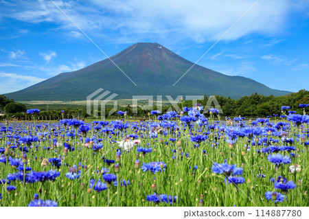 Mount Fuji as seen from Yamanakako Flower City Park with cornflowers in bloom Mount Fuji as seen from Yamanakako Flower City Park with cornflowers in bloom 114887780