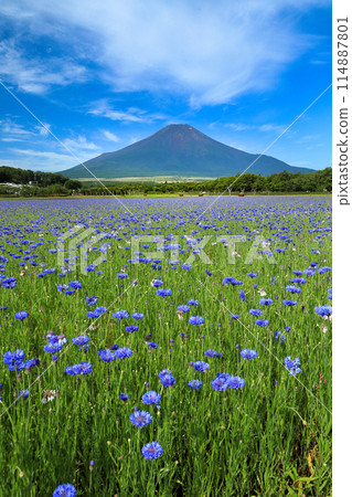 Mount Fuji as seen from Yamanakako Flower City Park with cornflowers in bloom 114887801