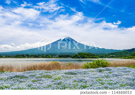 Fuji and Nemophila Fuji and Nemophila 114888053