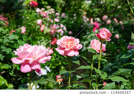 Roses in Yokohama English Garden, Yokohama City, Kanagawa Prefecture 114888167