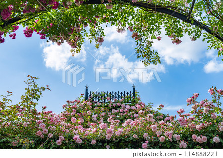 Roses in Yokohama English Garden, Yokohama City, Kanagawa Prefecture 114888221