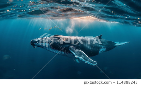 A Baby Humpback Whale Plays Near the Surface in Blue Ocean Sea life in underwater 114888245