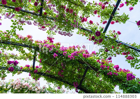 Roses in Yokohama English Garden, Yokohama City, Kanagawa Prefecture 114888303