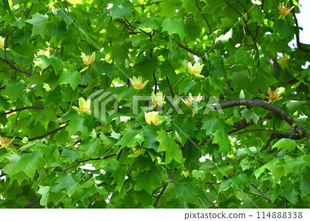 鬱金香花 114888338