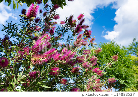 Brush tree 114888527