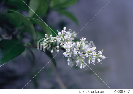 White Ligustrum japonicum flower White Ligustrum japonicum flower 114888807