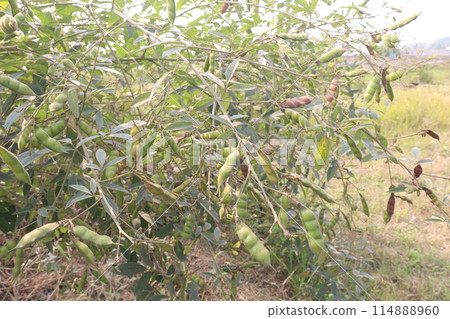 Pigeon peas plant on farm for harvest 114888960