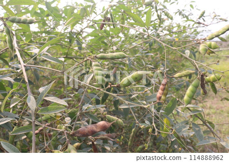 Pigeon peas plant on farm for harvest 114888962