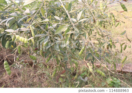 Pigeon peas plant on farm for harvest 114888963