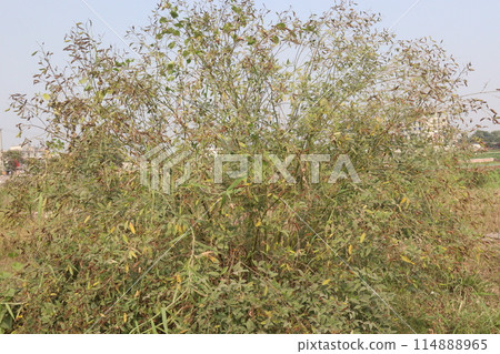 Pigeon peas plant on farm for harvest 114888965
