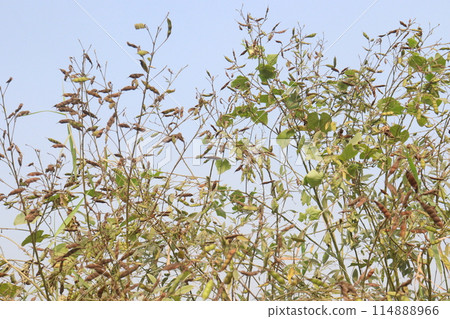 Pigeon peas plant on farm for harvest 114888966