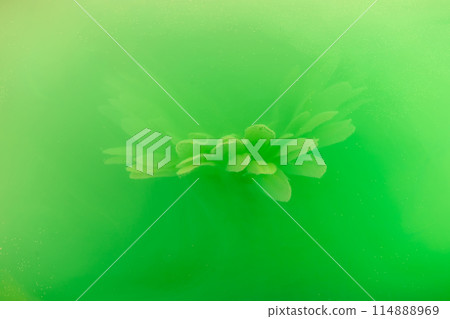 beautiful flower with white petals in clouds of green smoke on black background, photo underwater, clouds of paint in water, aquarium, spring concept, creativity, art 114888969