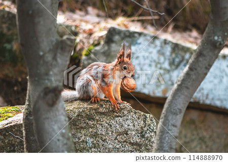 squirrel in the spring in a gray-red fur coat, molting, changing color in the spring. nursing squirrel carries walnut to baby squirrels 114888970